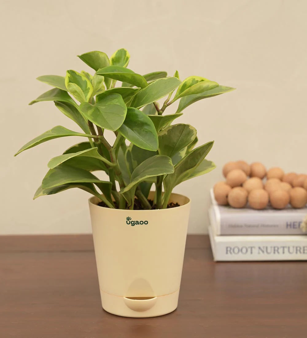 PT02- Ugaoo Peperomia Variegated Plant