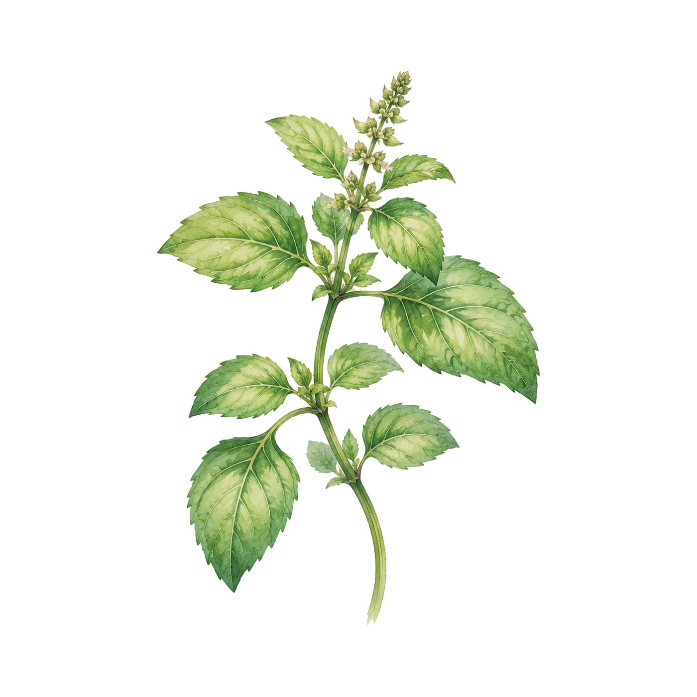 Tulsi Grow Kit - Pot & Bloom