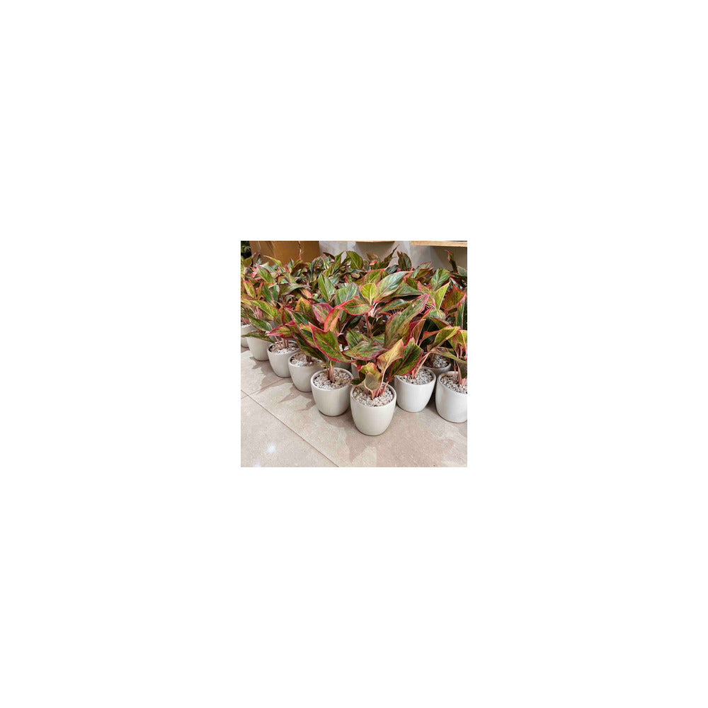 CR04-102 - Ceramic Round Pot - Aglaonema