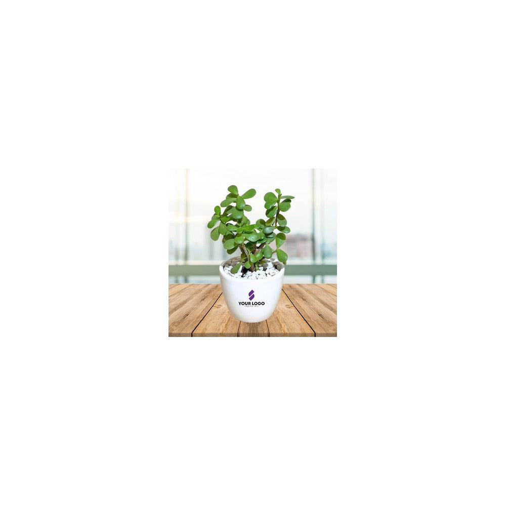 CR04-102 - Ceramic Round Pot - Jade