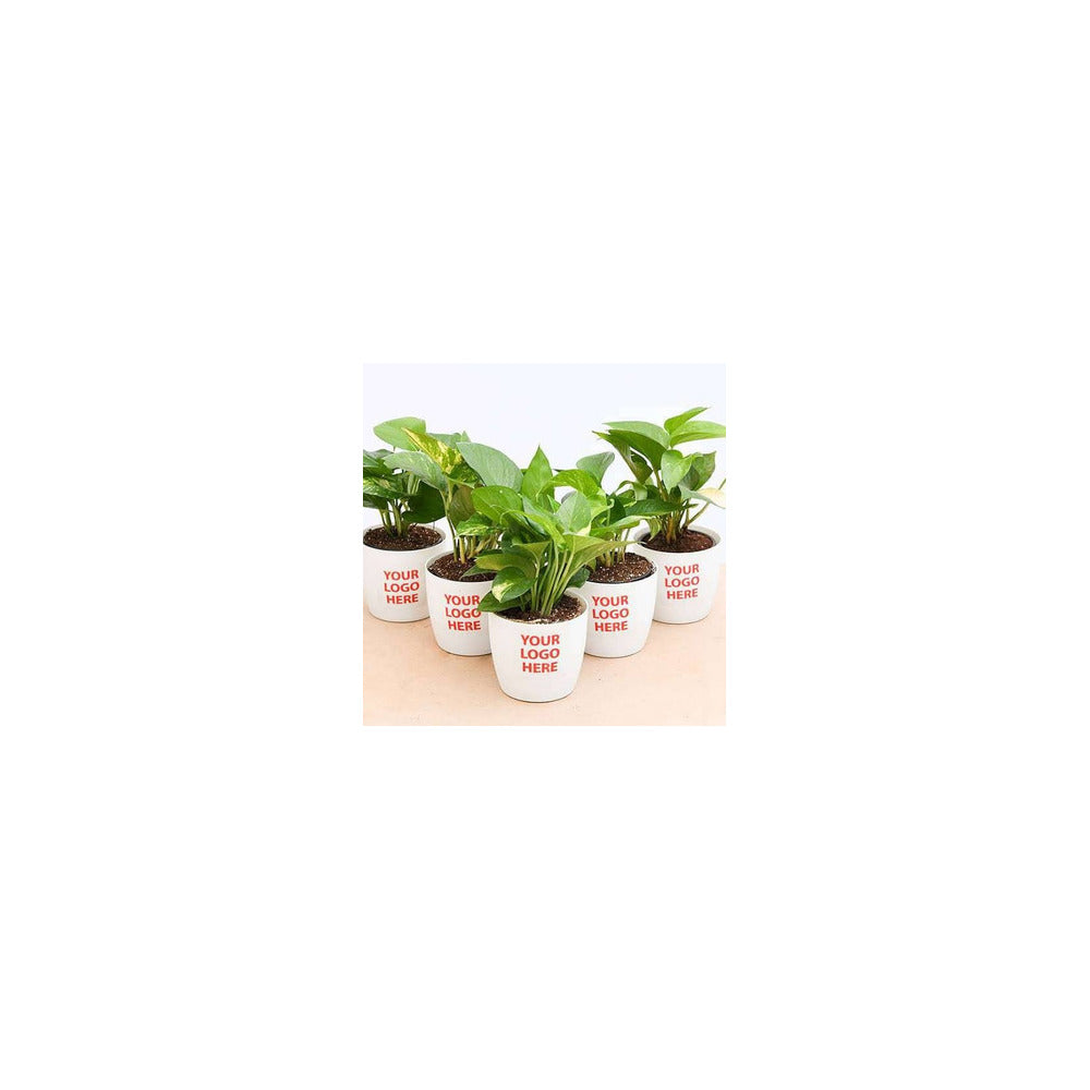 CR04-102 - Ceramic Round Pot - Money Plant