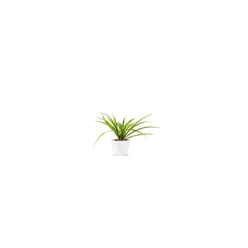 CR04-102 - Ceramic Round Pot - Spider Plant
