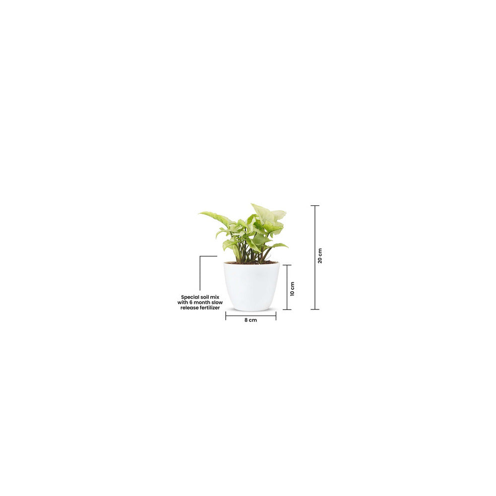 CR04-102 - Ceramic Round Pot - Syngonium