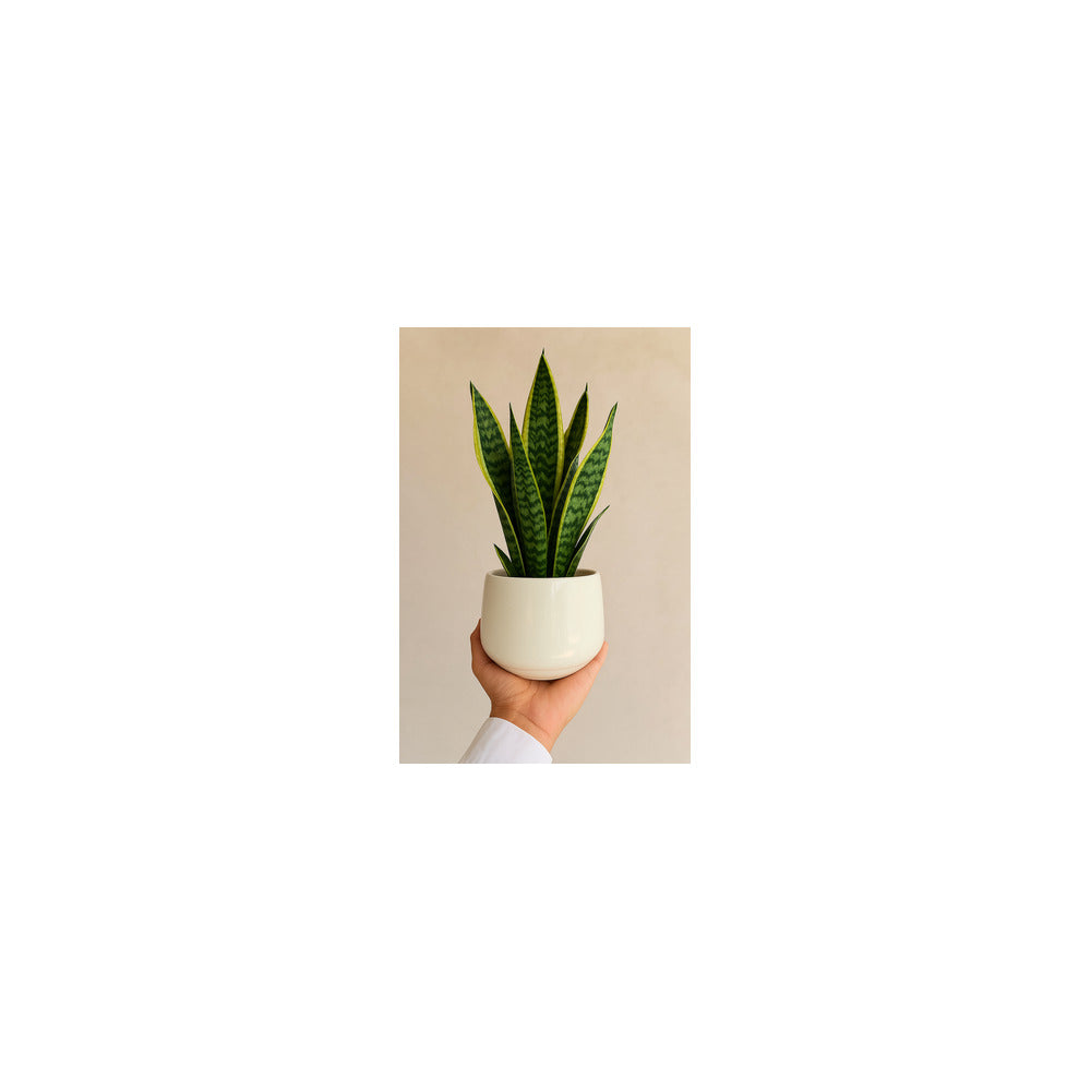 CR04-105 - Ceramic Matka Pot - Snake Plant