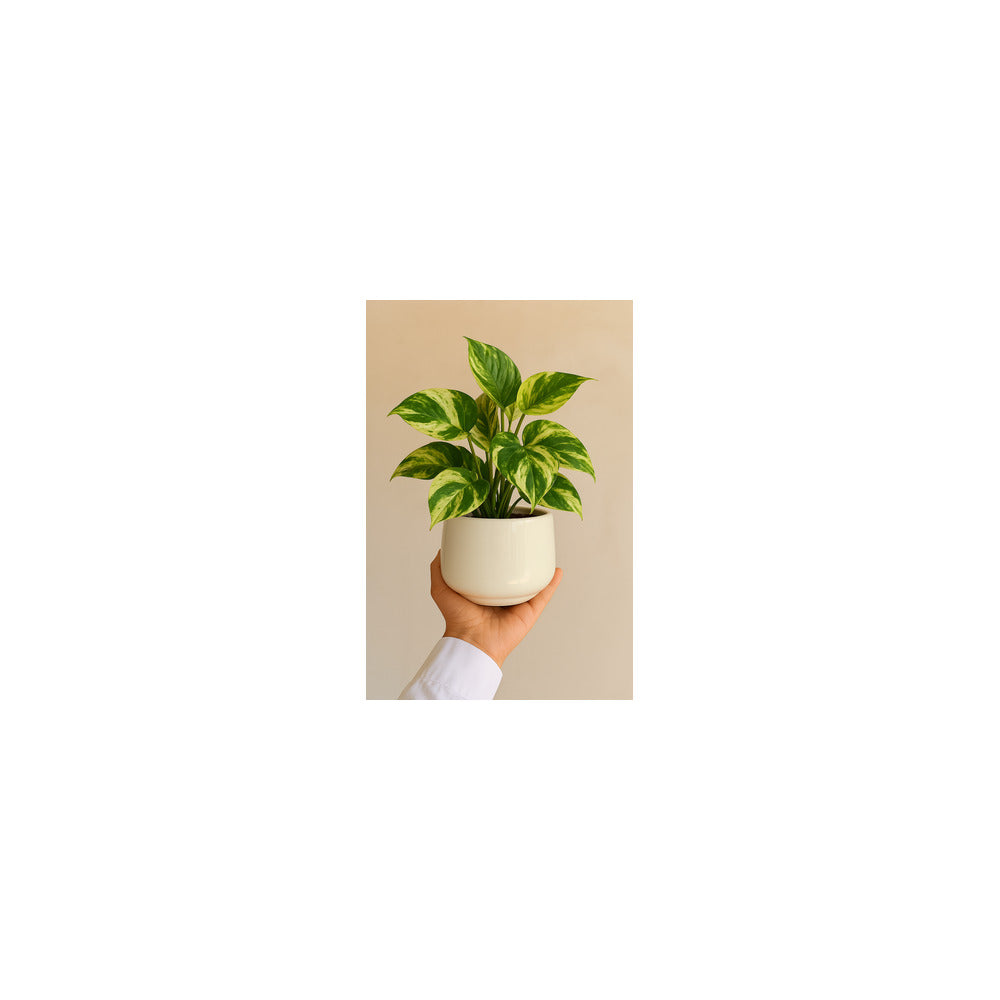 CR04-105 - Ceramic Matka Pot - Variegated Money Plant