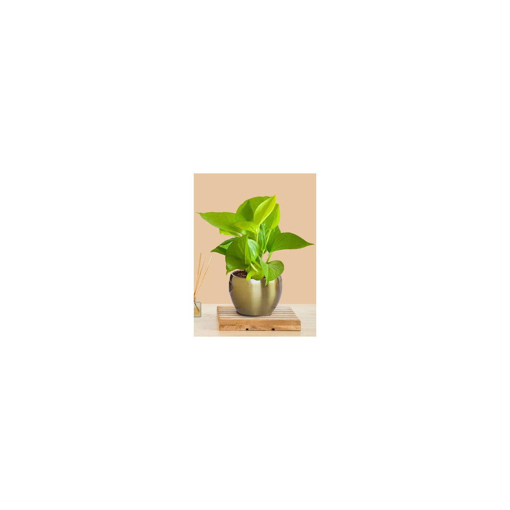 ME03-101 - Metal Round Pot - Money Plant