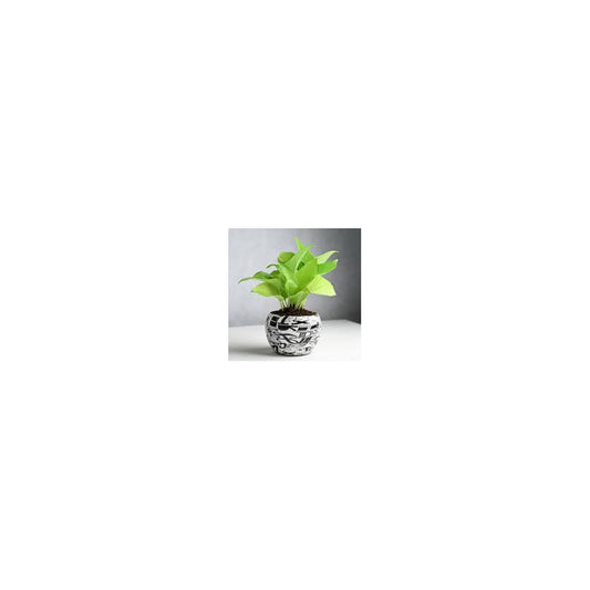ME03-103-MP - Metal Round Pot with Money Plant