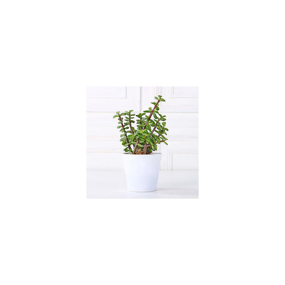 PL03-ROU-JD - Recycled Plastic Round Pot with Jade