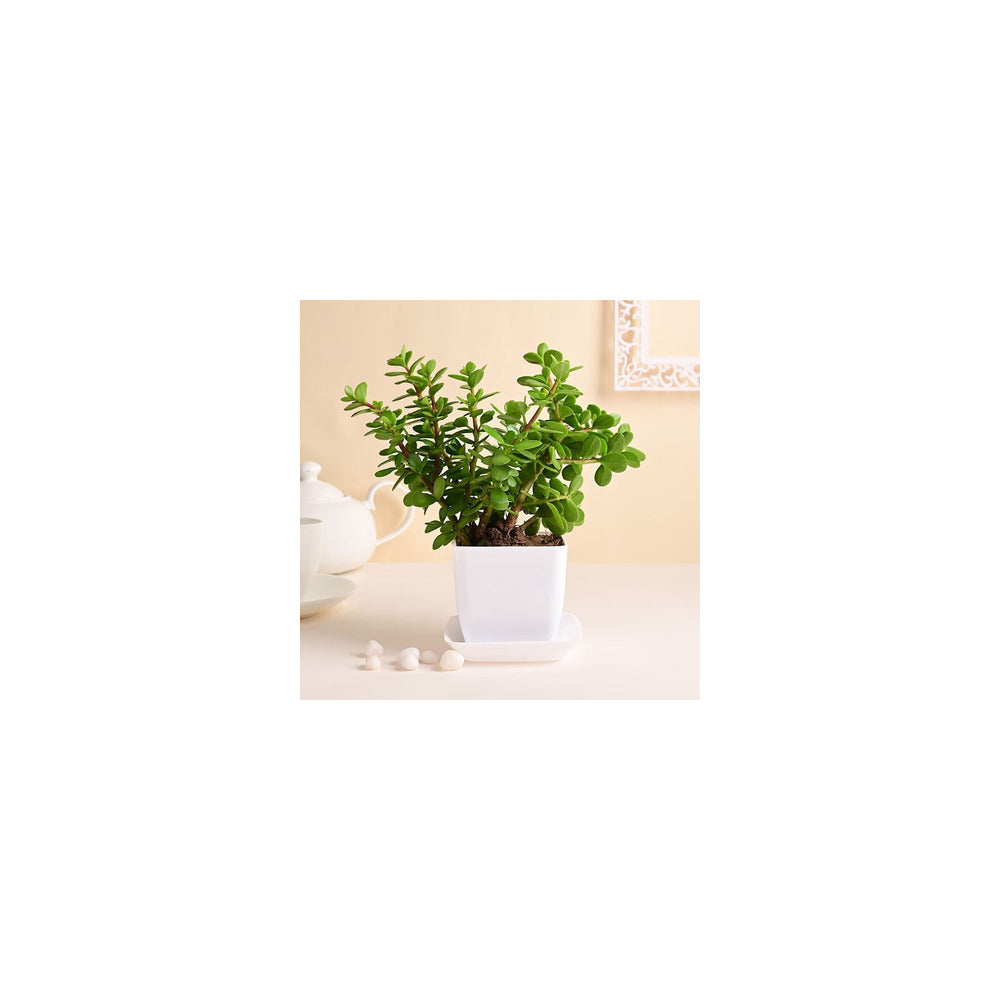 PL04-101 - Recycled Plastic Square Pot - Jade