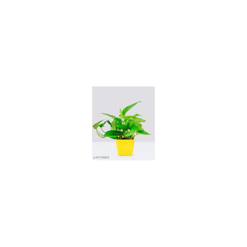 PL04-101-MP - Plastic Square Pot with Money Plant