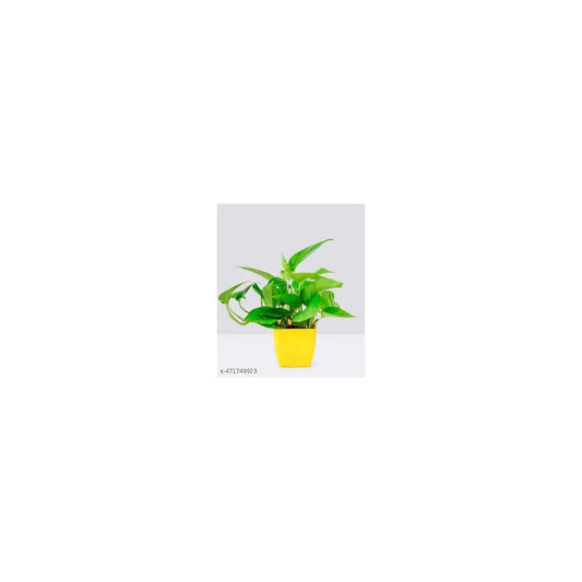 PL04-101-MP - Plastic Square Pot with Money Plant