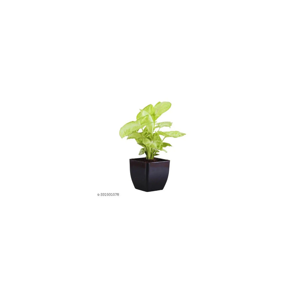 PL04-101 - Recycled Plastic Square Pot - Syngonium
