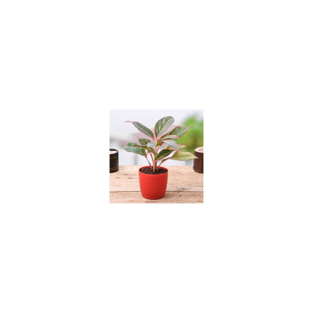 PL04-102 - Plastic Round Pot - Aglaonema