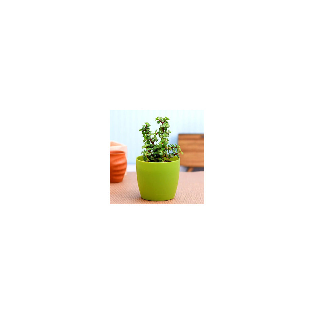 PL04-102 - Plastic Round Pot - Jade