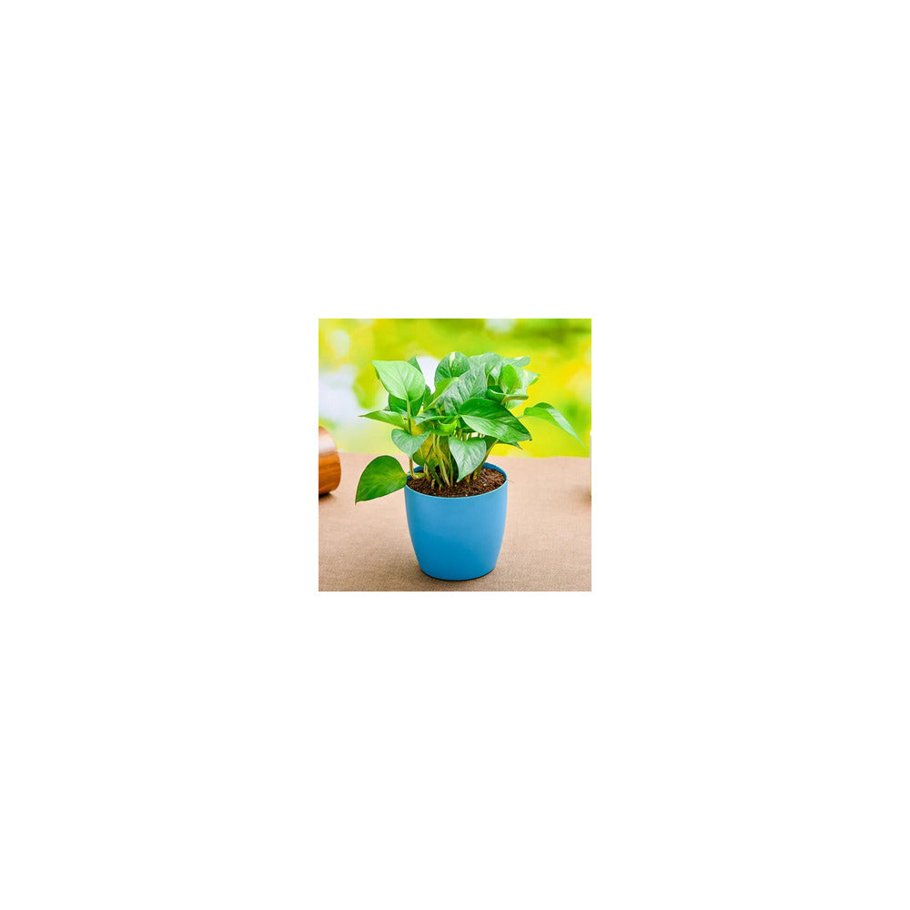 PL04-102 - Plastic Round Pot - Money Plant