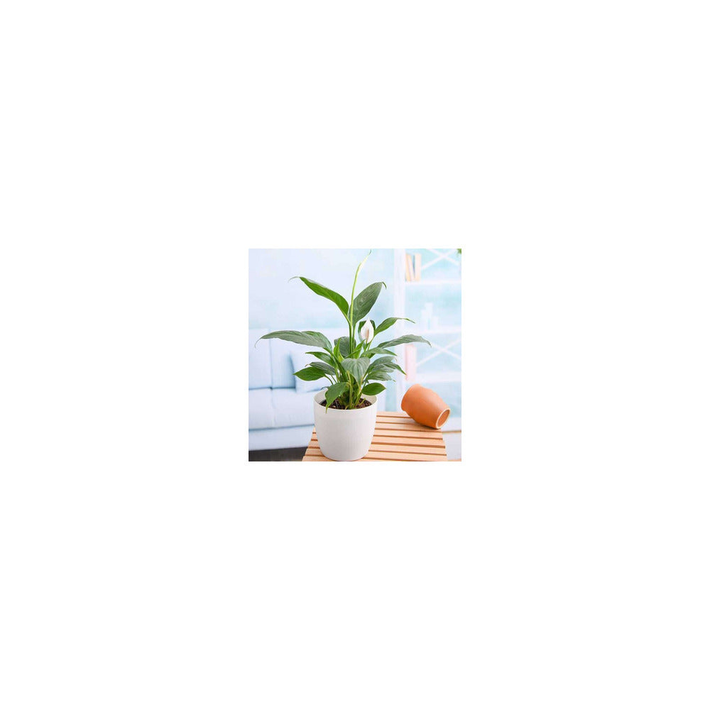 PL04-102 - Plastic Round Pot - Peace Lily