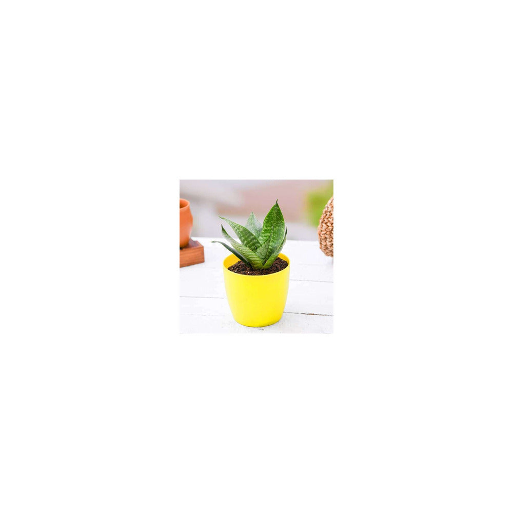 PL04-102 - Plastic Round Pot - Snake Plant