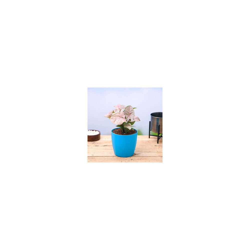 PL04-102 - Plastic Round Pot - Syngonium