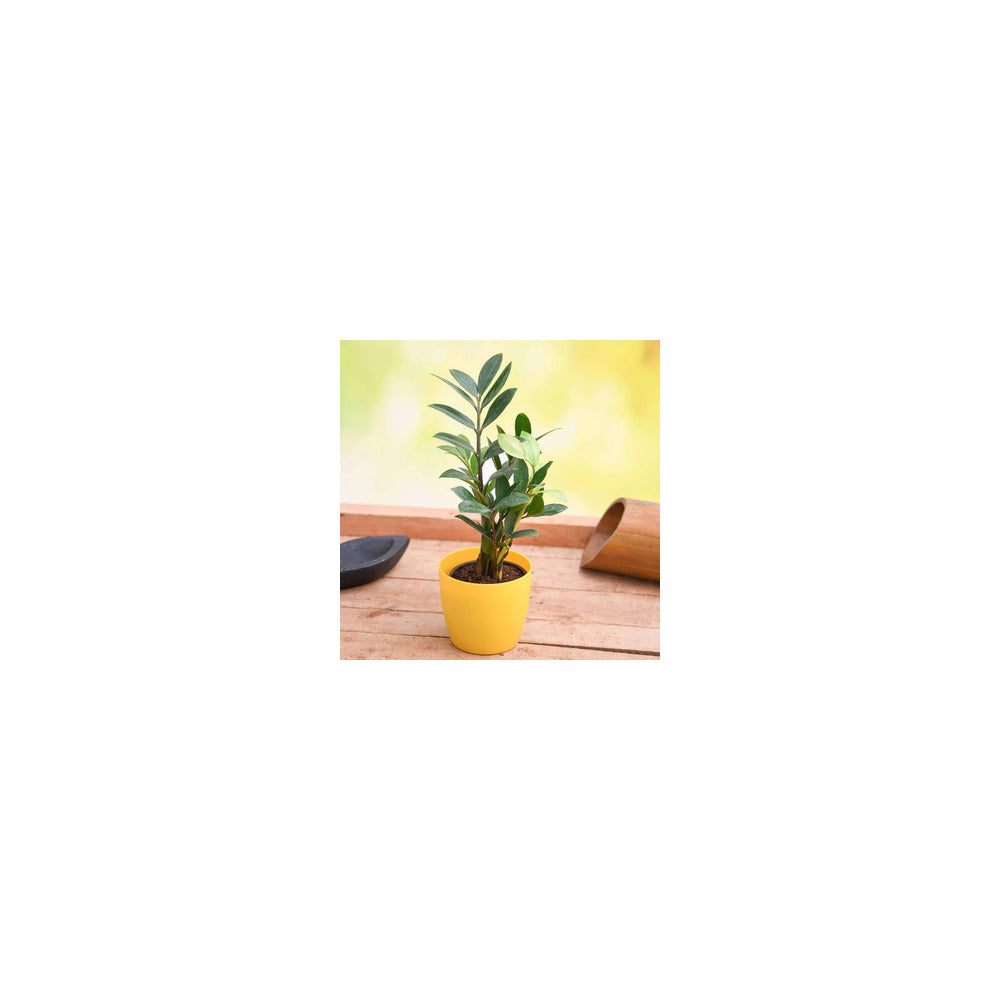 PL04-102 - Plastic Round Pot - ZZ Plant