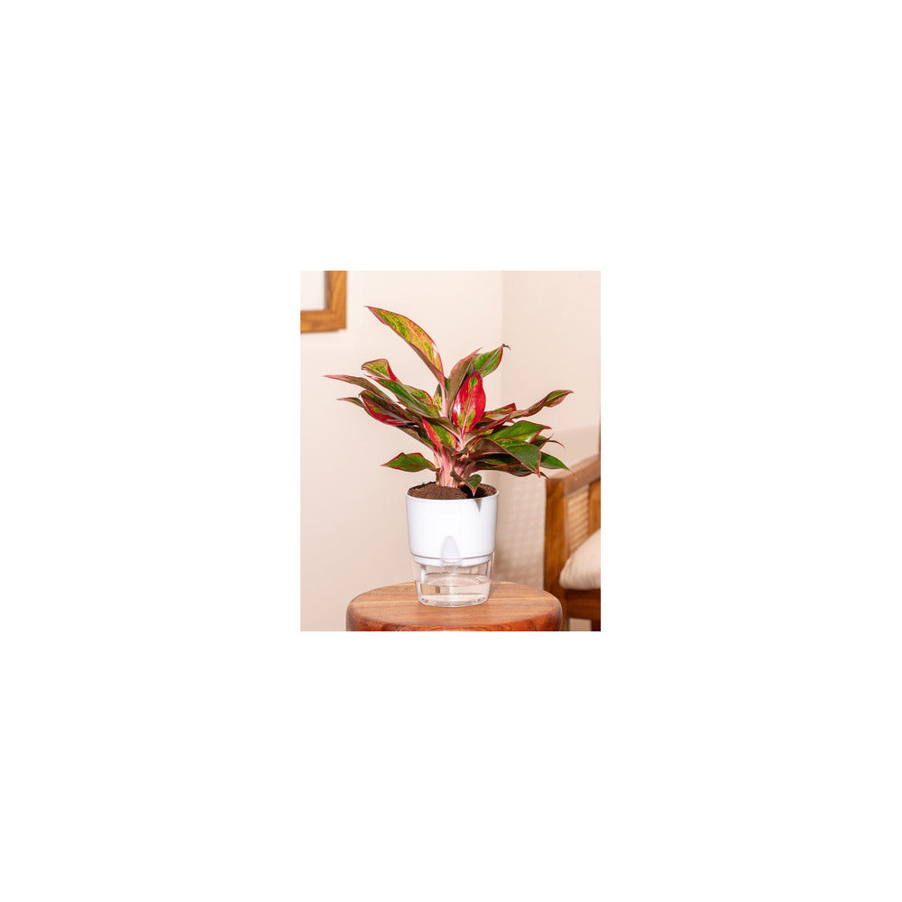 SW04-101 - Self Watering Pot - Aglaonema