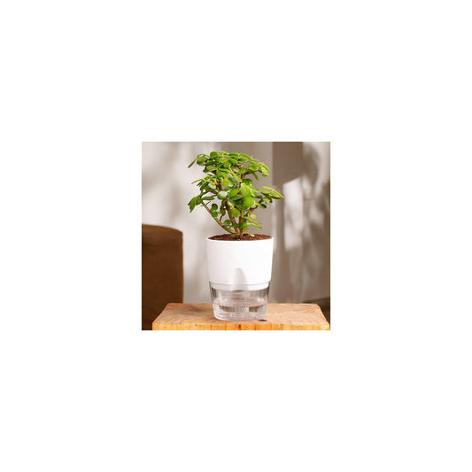 SW04-101 - Self Watering Pot - Jade