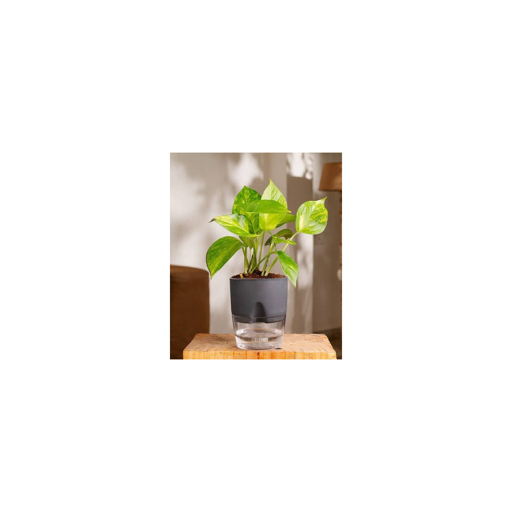 SW04-101 - Self Watering Pot - Money Plant