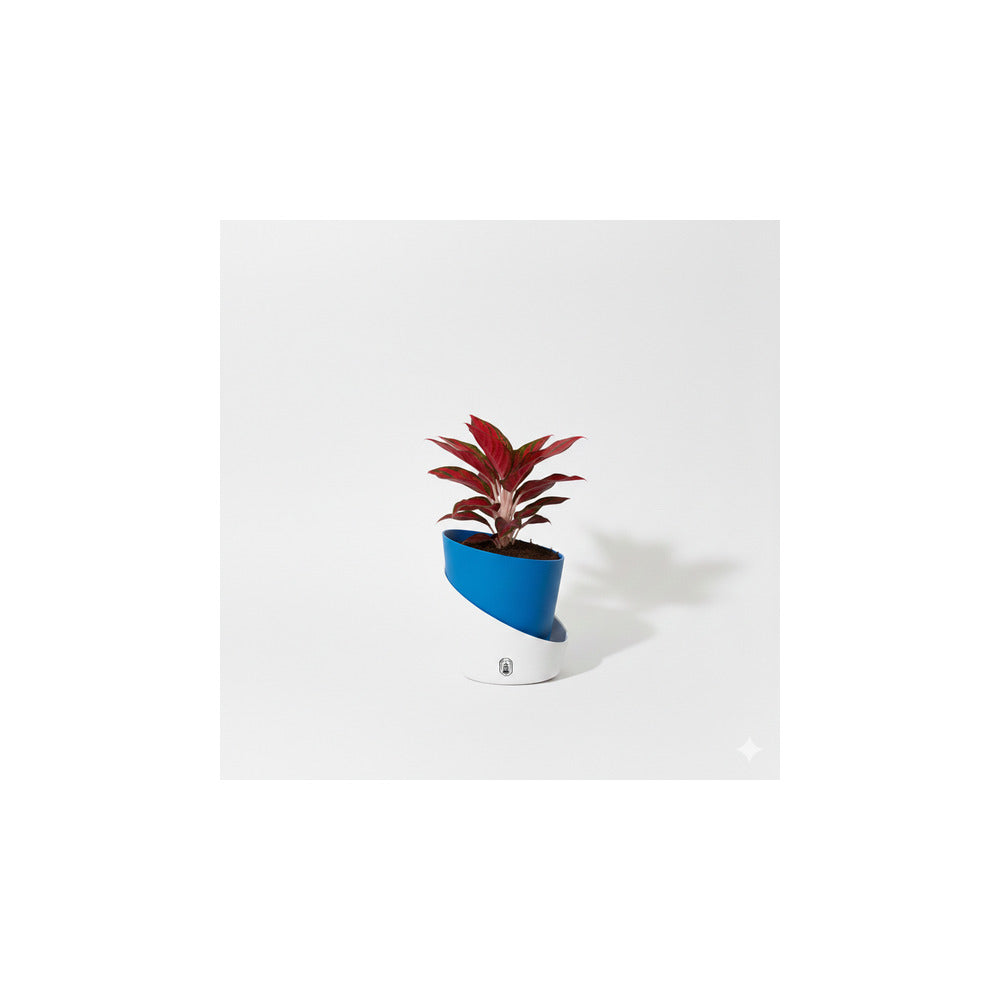 SW04-102 - Self Watering Pot - Aglaonema