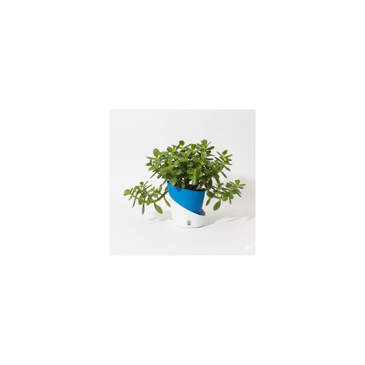 SW04-102 - Self Watering Pot - Jade