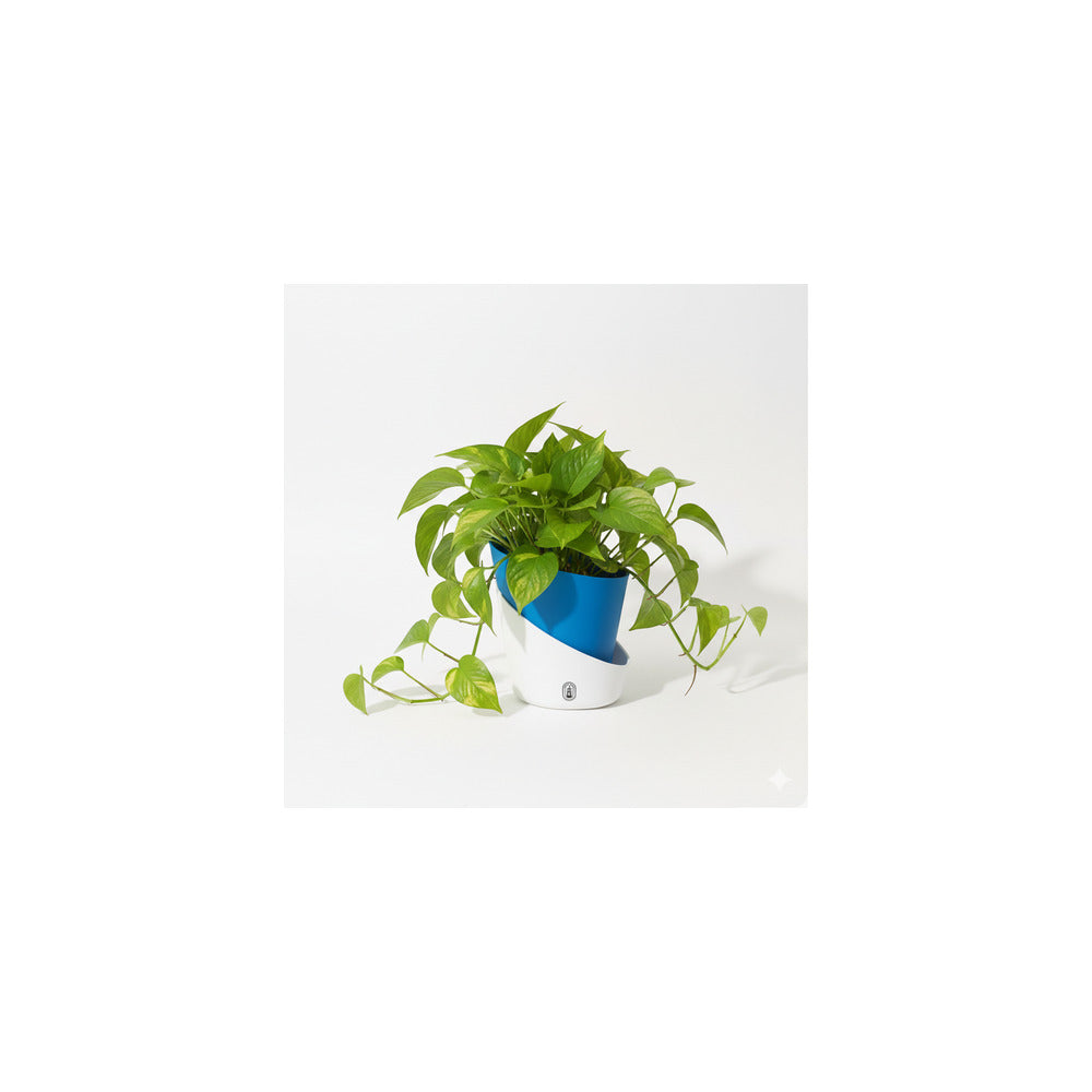 SW04-102 - Self Watering Pot - Money Plant