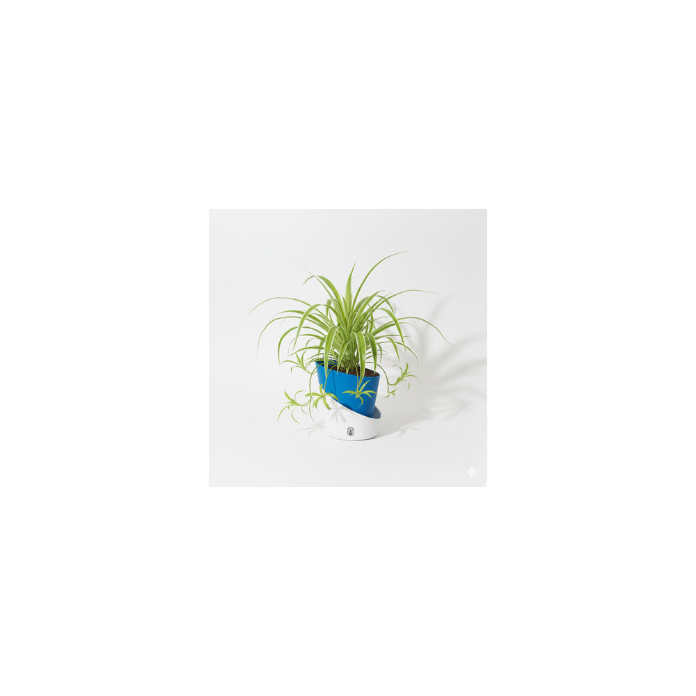 SW04-102 - Self Watering Pot - Spider Plant