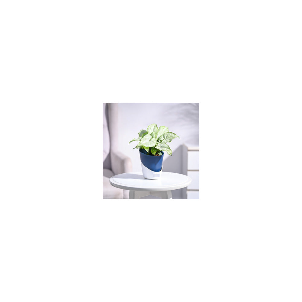 SW04-102 - Self Watering Pot - Syngonium