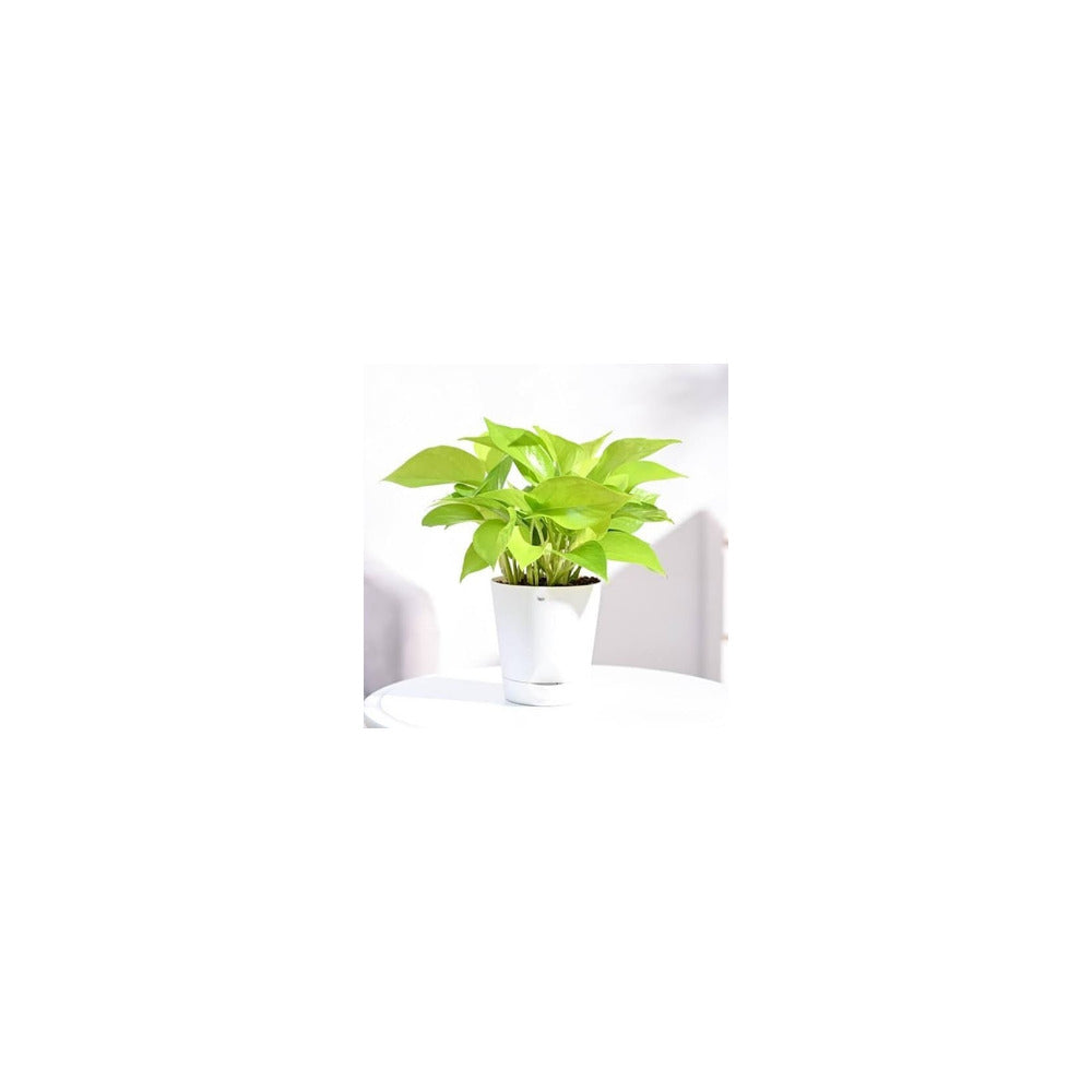 SW04-104 - Self Watering Pot - Golden Money Plant