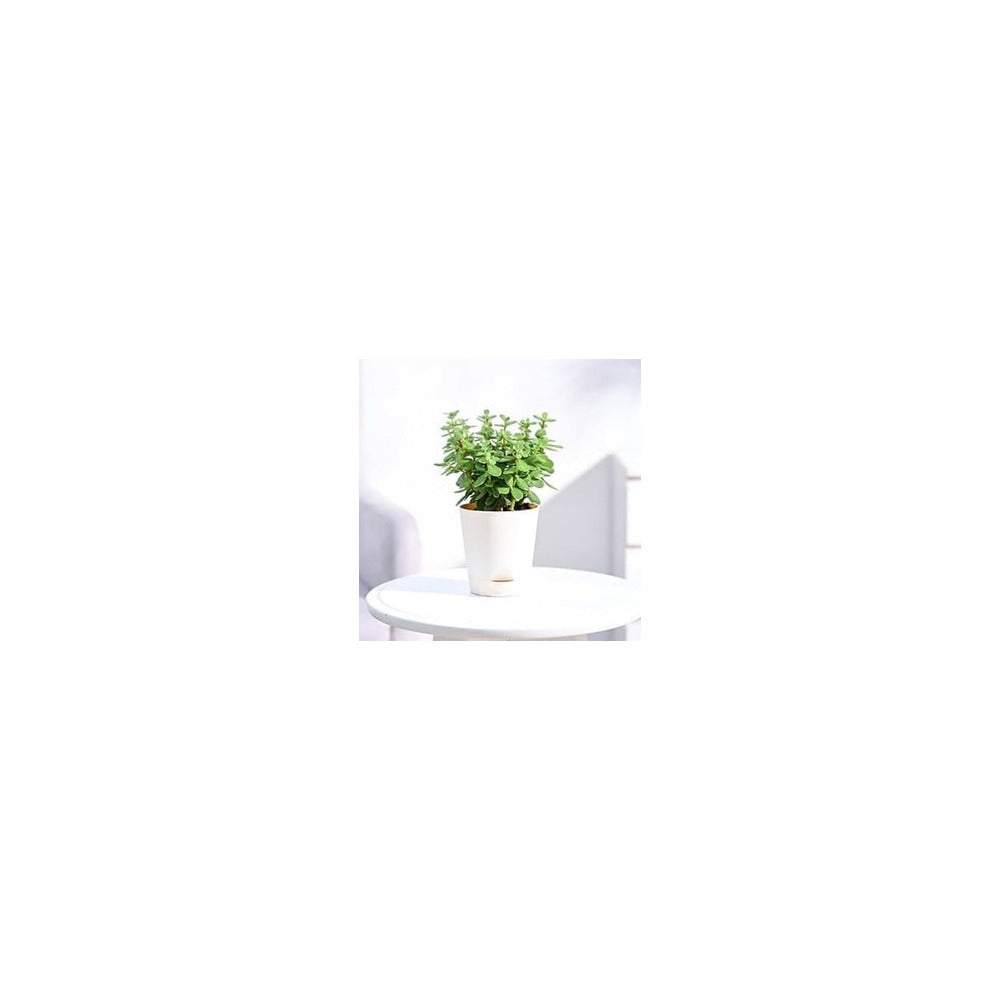 SW04-104 - Self Watering Pot - Jade