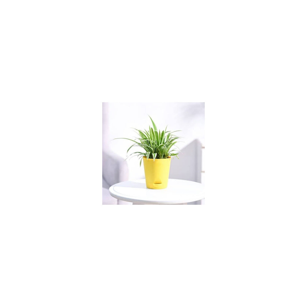 SW04-104 - Self Watering Pot - Spider Plant