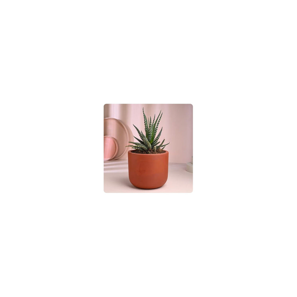 TP04-104 - Terracotta Pot with Succulent